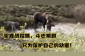 野外实录狼群战驼鹿车轮战术拿下其幼崽，面对棕熊驼鹿也有一战！视频封面