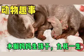 水獭妈妈生孩全过程，太辛苦了，最终艰难生下宝宝