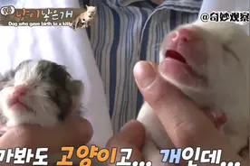 狗狗生出了一只小猫崽，惊动动物专家，难道真是基因突变？视频封面