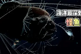 海洋最深处的怪鱼，完全靠老婆养，可谓地球最深处的软饭视频封面
