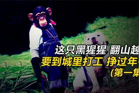 黑猩猩牵着一条狗，到城里打工挣过年钱！半路在山里还吃了顿野餐视频封面