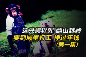黑猩猩牵着一条狗，到城里打工挣过年钱！半路在山里还吃了顿野餐视频封面