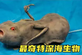 最奇特的6种深海生物，因为藏在最深的海沟，外貌就随便长长？