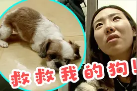狗狗突然像中风一样，头歪身体扭曲不断颤抖，连兽医都不知道病因视频封面