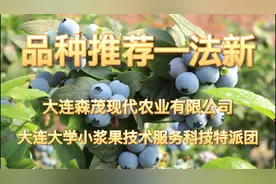 蓝莓优良品种法新