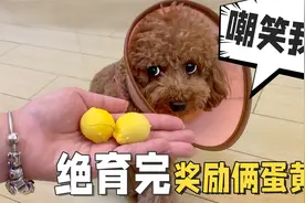 铲屎官骗狗狗去绝育，做完手术奖励吃鸡蛋，小泰迪生气了！视频封面