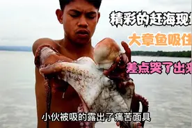 精彩的赶海现场，小伙被大章鱼吸住，差点哭了出来视频封面
