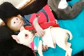 为什么我国法律规定，不能养猴子当宠物！ 看完你还敢养吗？视频封面