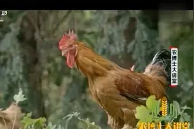红豆杉发芽难，分析种子特性找到答案，种子表面蜡质层阻碍了发芽视频封面