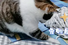 大宠爱和海乐妙间隔多久，作为体内外驱虫，发挥不同的功效视频封面