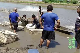 小易家卖鲈鱼的盛况，拉两网就挣了30000元，易老爹乐坏了！视频封面