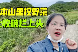 在日本山林瞅见这野菜，连破烂都顾不上收了：这可比破烂值钱多了视频封面