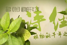 品读诗经 植物的千年之美 蒲 王风 扬之水视频封面