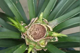 龙血树砍头之后，好事发生了视频封面