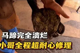 宝马蹄子完全溃烂，看外国顶级修蹄一顿操作，过程极度解压