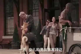 狗狗每天按时接主人上下班，这种坚持实在是另人难以相信视频封面