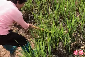 茭白是怎么种的呢？来看看吧视频封面