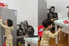 浙江一萌娃拿不到冰箱上的零食，指挥猫咪帮忙，没想到猫还听懂了视频封面