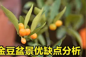 缺点多多的金豆盆景，为啥有人喜欢？给你分析优缺点。视频封面