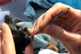 猫咪的保护一定要关注鼻子耳朵眼睛容易进寄生虫的地方视频封面