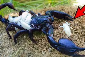 罕见！雨林蝎产下小蝎子全过程，蝎子带娃真不容易！视频封面