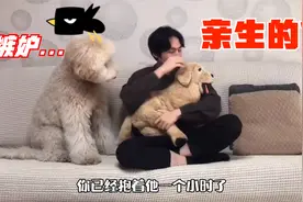 泰迪都80多斤了，还当自己是宝宝，还敢跟主人来“硬”的视频封面