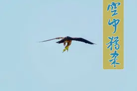 虎皮鹦鹉飞到水塘边饮水，不料遭到天敌鹰的空中猎杀。视频封面