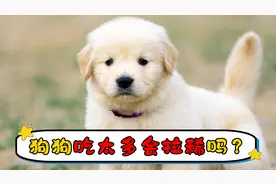 狗狗吃太多会拉稀吗