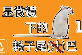 显微镜下的老鼠尾巴长什么样？01 | UnderMicroscope视频封面
