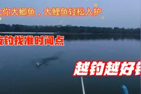 原来夏季夜钓这么简单，找准2个时间点，大鲫鱼大鲤鱼轻松入护视频封面