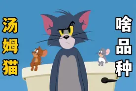 猫和老鼠中的汤姆猫，到底是什么品种？视频封面