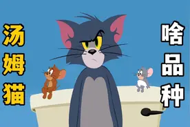 猫和老鼠中的汤姆猫，到底是什么品种？视频封面