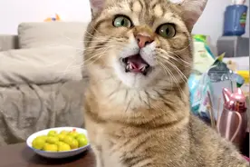 猫咪偷吃主人的水果，得逞之后还不忘挑衅，我吃不成大家都别吃了视频封面