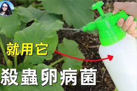 用它杀虫卵真菌, 效果太好了！视频封面