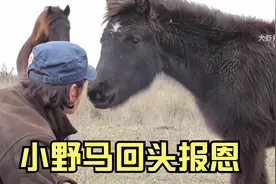 男子野外救助野马，没想到马儿竟然会回头报恩，结局真是令人暖心视频封面