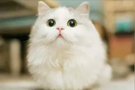 小猫脸尖能变圆脸吗