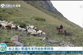 新疆百万牛羊开启秋季转场，翻雪山穿峡谷，现场太壮观视频封面
