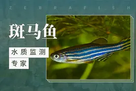 斑马鱼——水质监测专家视频封面
