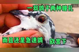 奇怪的一羽鸽子，品种桑杰士，它有一双不一样的瞳孔，来欣赏下