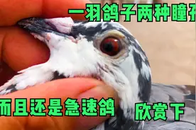 奇怪的一羽鸽子，品种桑杰士，它有一双不一样的瞳孔，来欣赏下
