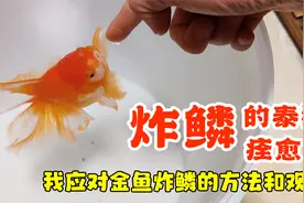 炸鳞的泰狮痊愈了，聊聊我应对金鱼炸鳞的方法和观点视频封面