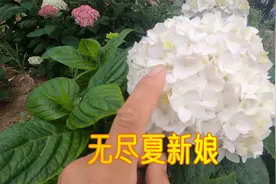 第2代无尽夏“新娘”与第一代“本初”有什么不同？实拍看看吧