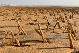 大齐赶海，退潮后的沙滩上立着一根根这样的小管，里面住着沙蚕
