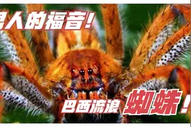 男人的福音！巴西流浪蜘蛛！视频封面