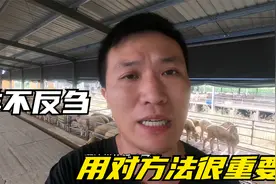 羊不吃草也不反刍如何是好，这几个病因你要清楚，用对方法才可以视频封面
