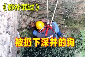 被扔下深井的流浪狗，渴望人类救它，但是已经在臭水里泡了一天了视频封面