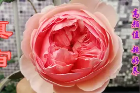 真宙——花大、色美、耐热、勤花又好养的月季
