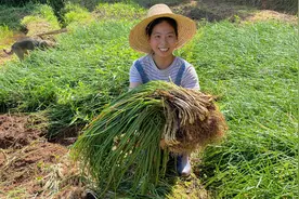 小秀去田间地头拔藠头，10斤新鲜大个荞头，拿回去发给网友们视频封面