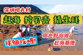深圳坝光村赶海好玩吗？野海滩赶海挖贝壳生蚝,轻松爆桶,详细攻略视频封面