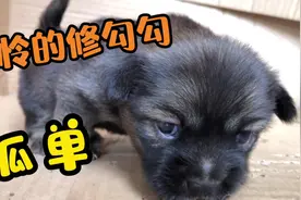 狗妈妈自己去玩，把小土狗留着院子里，孤单的眼神好可怜视频封面